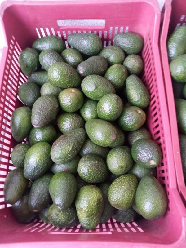 Aguacate hass