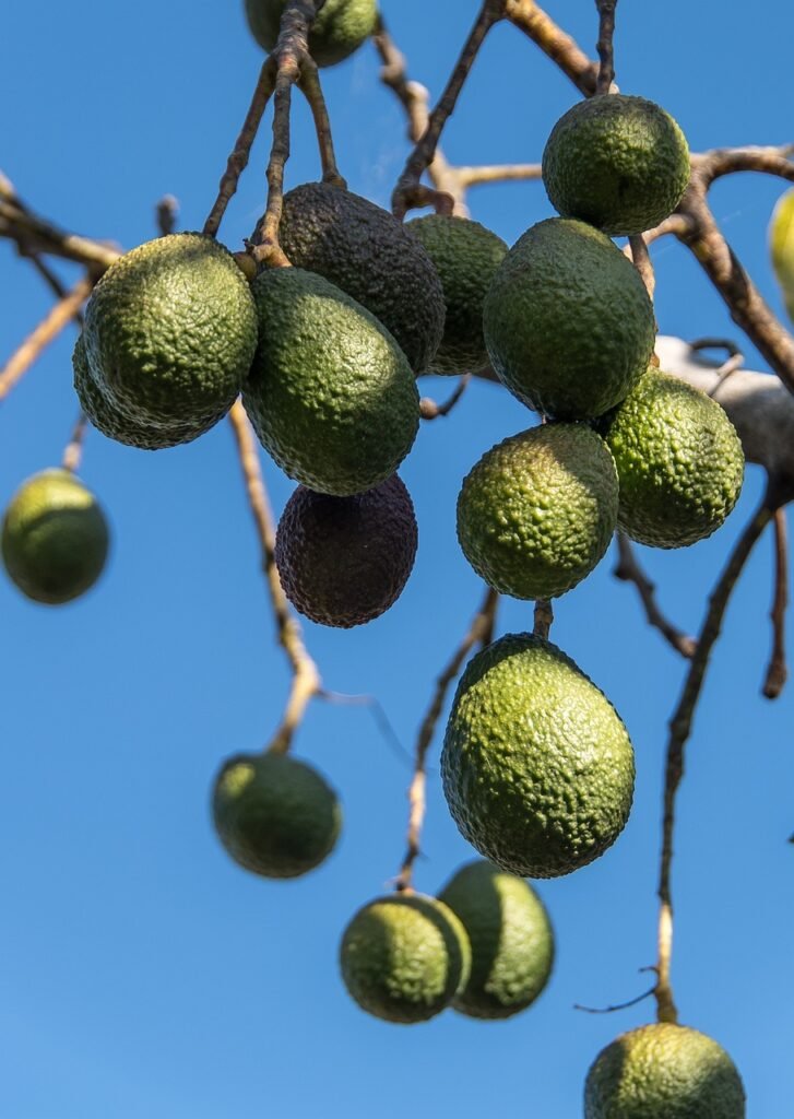 hass avocados, persea americana, avocados, fruit, hass avocado tree, fruit tree, green fruit, green avocado, branch, avocados, avocados, fruit, fruit, fruit, fruit, fruit, fruit tree