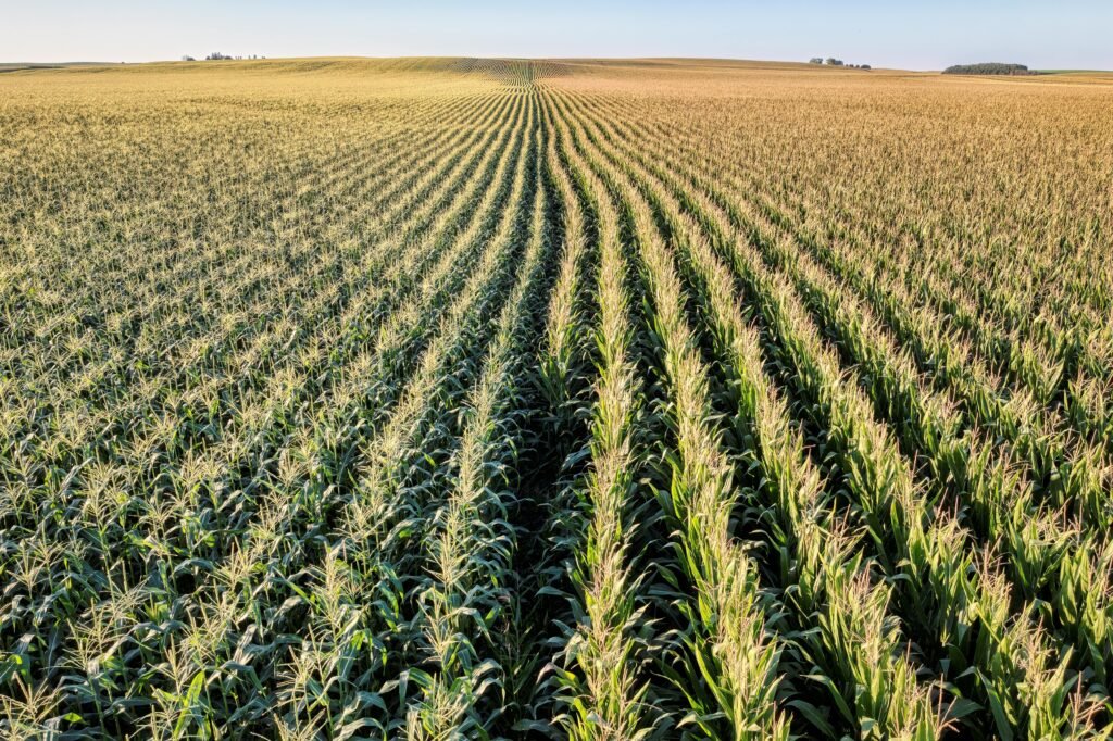 Aerial view of a lush cornfield in Elgin, MN, showcasing agricultural prowess.