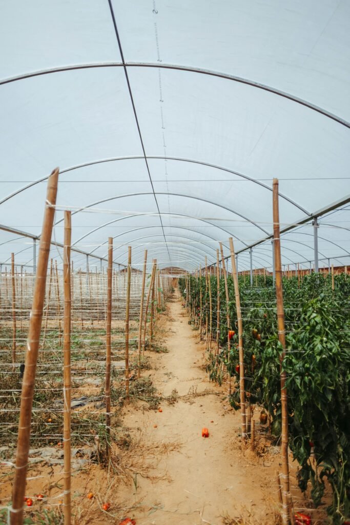 A detailed view of a row of vegetable plants inside a greenhouse, showcasing clear agricultural structure.