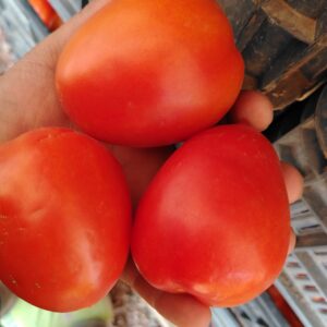 Tomate Saladette