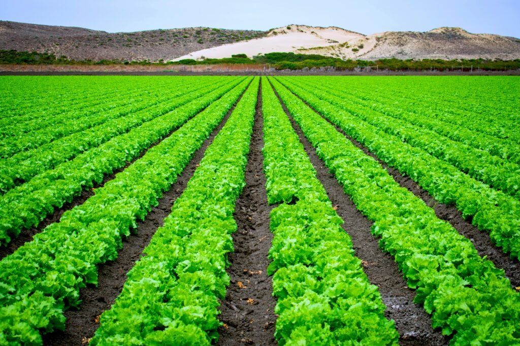 Vibrant rows of lettuce in an open field with scenic hills, captured in Marina, California.