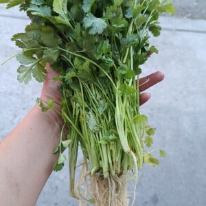 Cilantro