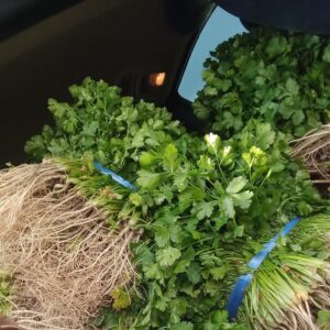 Cilantro