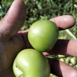 Tomate Verde
