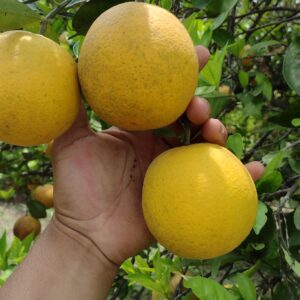Naranja Valencia